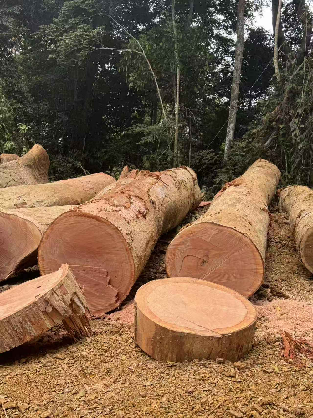 Okoume (2) Okoume (2)