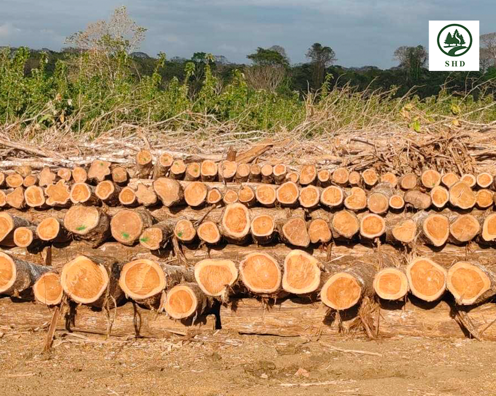 African Timber (11) African Timber (11)