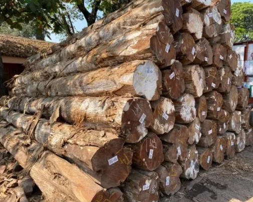 Teak Wood Log Importers China Teak Wood Log Importers China