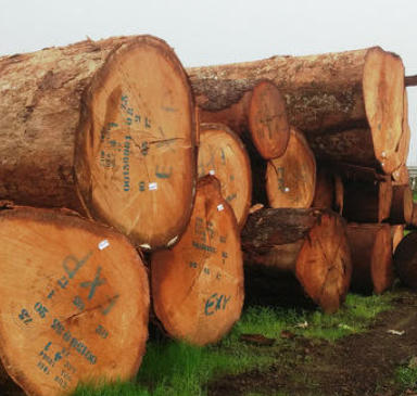 Premium Ayous Wood Suppliers China Premium Ayous Wood Suppliers China