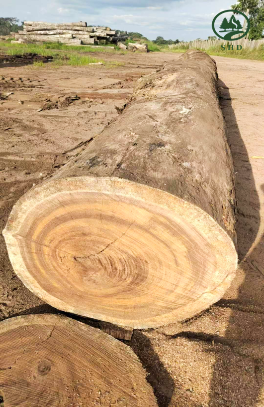 African Teak (11) African Teak (11)