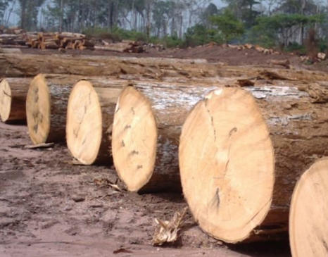 Ayous Timber Ayous Timber