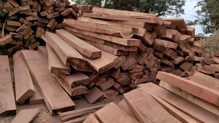 Umbila vs. Teak (1) Umbila vs. Teak (1)