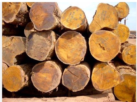 Ovangol Wood Premium African Hardwood for Furniture, Flooring and Musical Instruments Ovangol Wood Premium African Hardwood for Furniture, Flooring and Musical Instruments