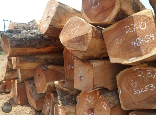 Russia Doussie Lumber Suppliers