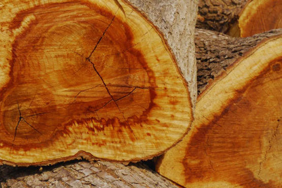 Premium Hardwood Timber Suppliers China