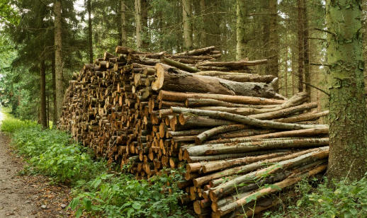 Hardwood Wood Lumber Exporters China