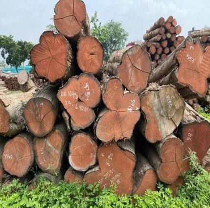 Azobe Wood Distributors China