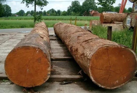 Benefits Of Jatoba Wood Fretboards