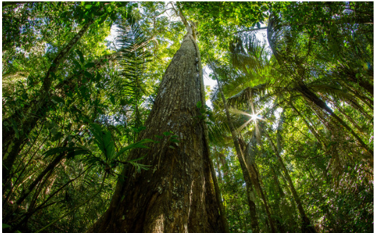 Bilinga Wood: The Premium Hardwood for Durability, Versatility, And Timeless Appeal