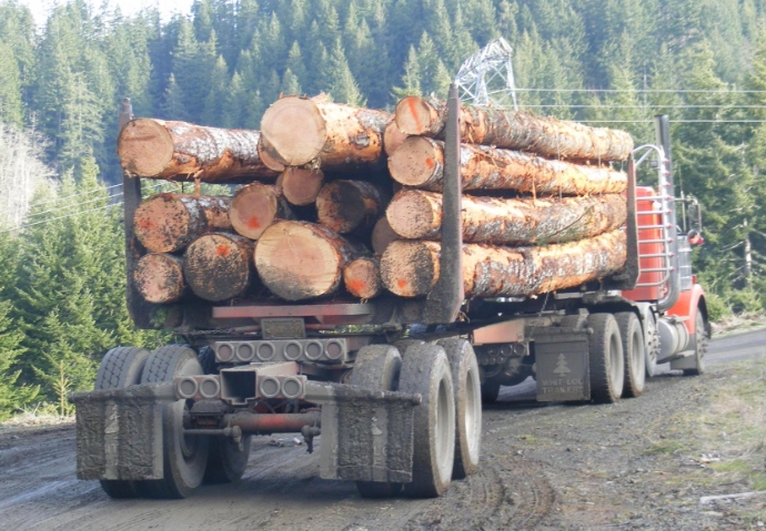 Are Beli Wood Pellets An Eco-Friendly Alternative for Energy?