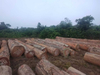 Azobe Round Logs