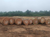 Azobe Round Logs