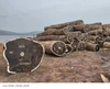 Iroko Round Logs