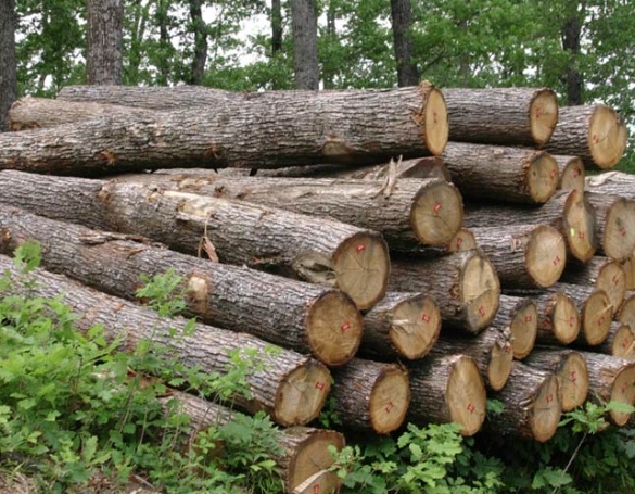 Reliable Mussivi Wood Factories
