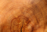 //iprorwxhlpqrlp5p.ldycdn.com/cloud/ljBpiKmiliSRkllkinopkq/Top-10-Hardwood-Timber-Suppliers-in-China.jpg