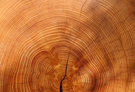 Top 10 Hardwood Timber Suppliers in China