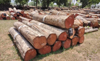 //iprorwxhlpqrlp5p.ldycdn.com/cloud/ljBpiKmiliSRkllkjnmlkq/Top-10-Azobe-Wood-Suppliers-in-China.jpg