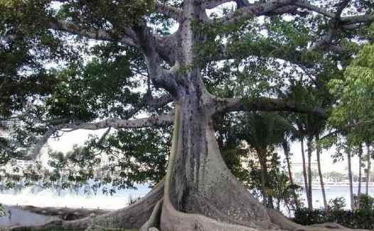 Get to Know Iroko Wood (8)