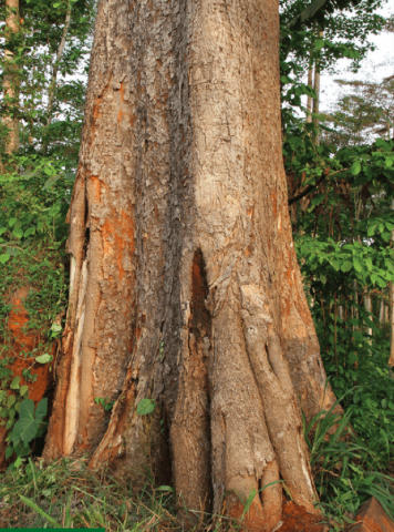 Iroko Wood Information Iroko Wood Information