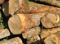 //iprorwxhlpqrlp5p.ldycdn.com/cloud/ljBpiKmiliSRllqlkrjrko/Top-10-Bilinga-Timber-Suppliers-in-China.jpg
