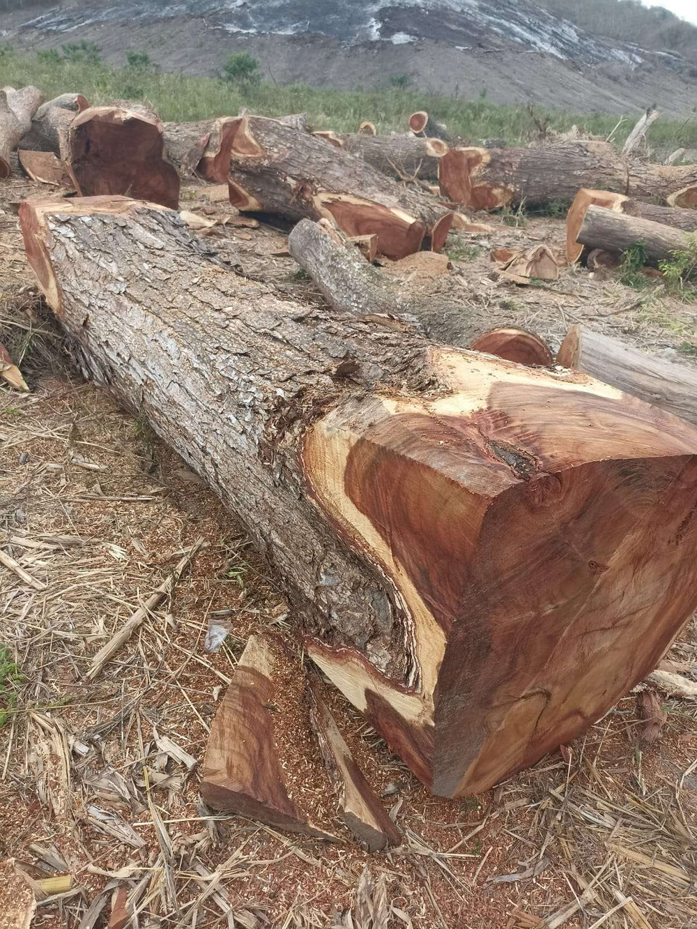 Ecuadorian Saman (1)