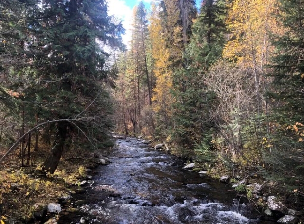 Plum Creek Timber Company 
