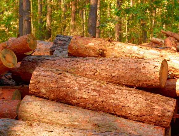 Mussivi Wood Furniture Suppliers