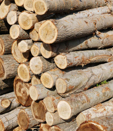 Poplar Hardwood Pros And Cons