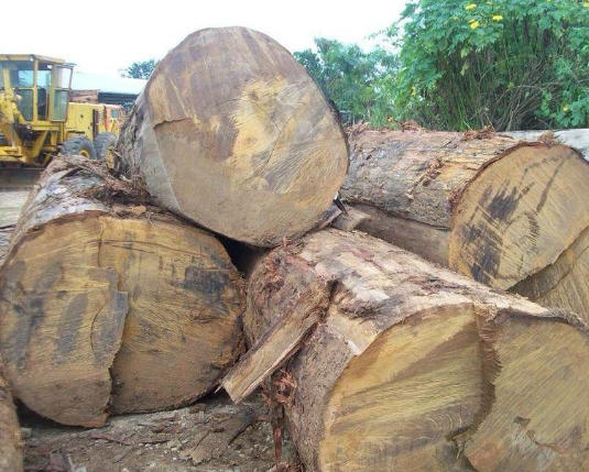 Premium Azobe Logs Suppliers China