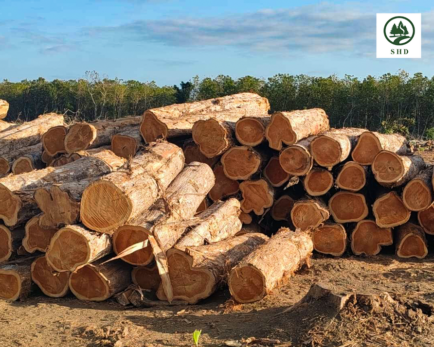 Teak Wood