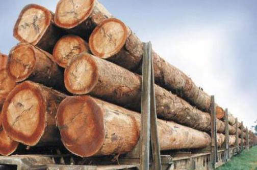 Top Bilinga Timber Companies China