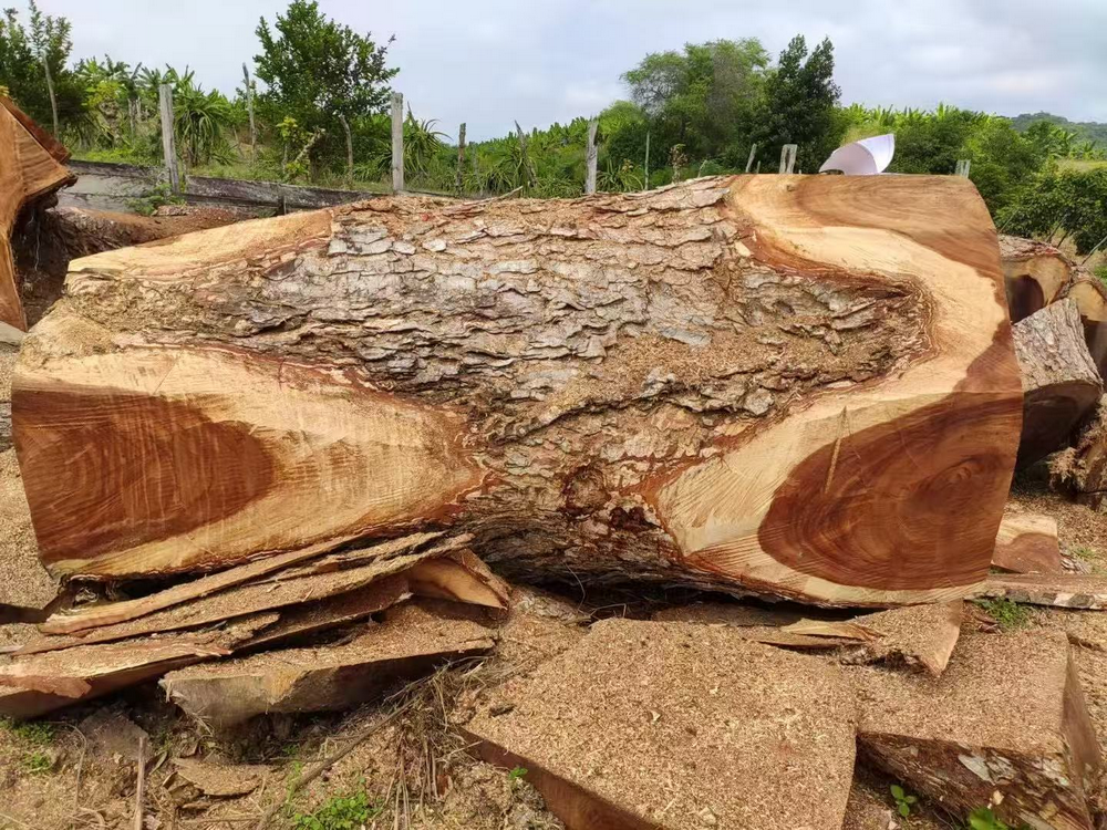 ซามานเอกวาดอร์ (2)