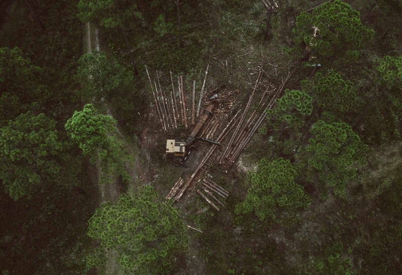 What Does AM South Timber Company Specialize In?