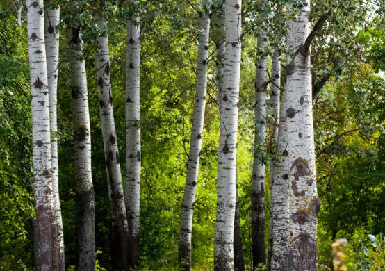 Is Poplar Wood A Hardwood