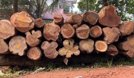 Premium Azobe Wood Suppliers China