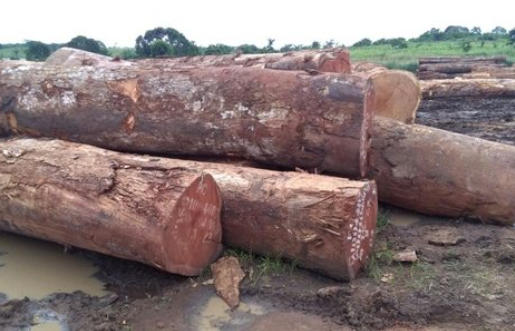 Azobe Logs Distributors China