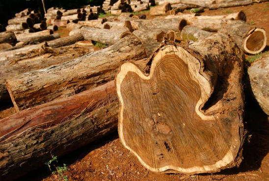 Teak Wood Dealers Teak Wood Dealers