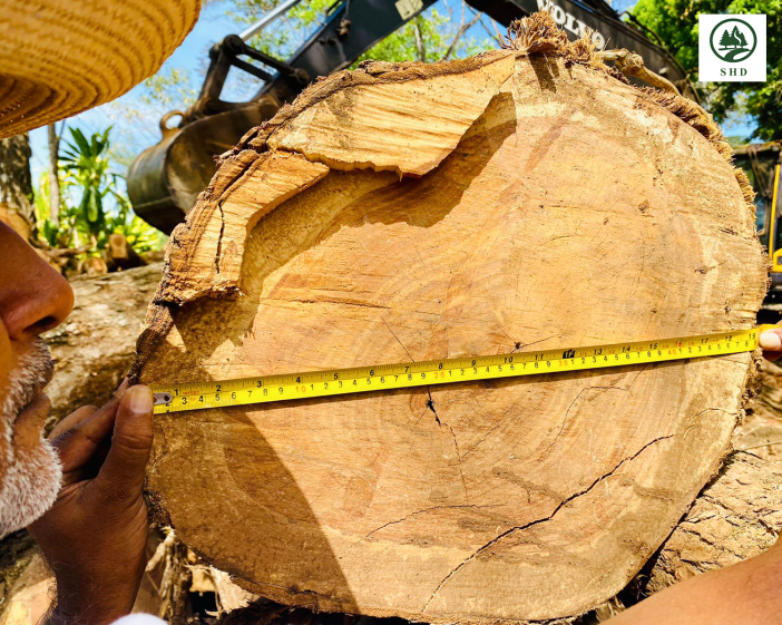 Africa’s Top 5 Countries by Timber Standing Volume: The Congo Basin Dominates All