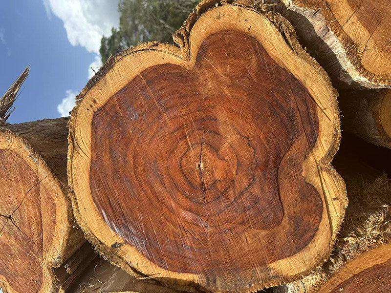 Teak Wood Compare 