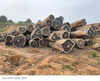 Iroko Round Logs