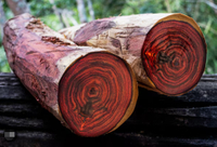 //iprorwxhlpqrlp5p.ldycdn.com/cloud/lmBpiKmiliSRjlqqolkpkq/Best-Balsamo-Wood-Manufacturers-And-Suppliers-in-China.jpg