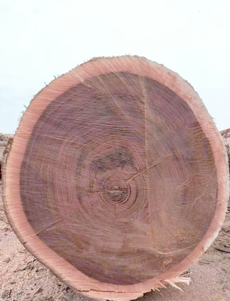 ovangol wood (10)
