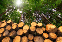 //iprorwxhlpqrlp5p.ldycdn.com/cloud/lmBpiKmiliSRkllkinonko/Top-10-Hardwood-Wood-Suppliers-in-China.jpg