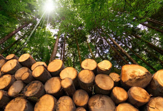 Top 10 Hardwood Wood Suppliers in China