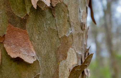 How Much Is Hardwood Timber Worth Per Acre How Much Is Hardwood Timber Worth Per Acre