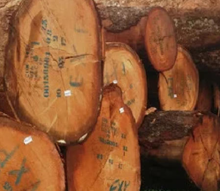 Ayous Wood Distributors China.jpg
