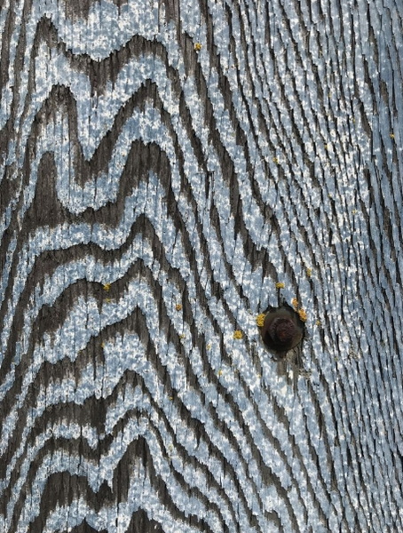 Zebrawood African Tree