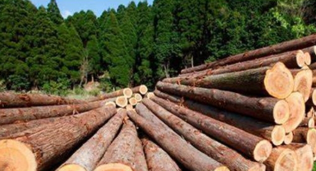 What Are the Top 5 Timber Wholesale Markets in Asia
