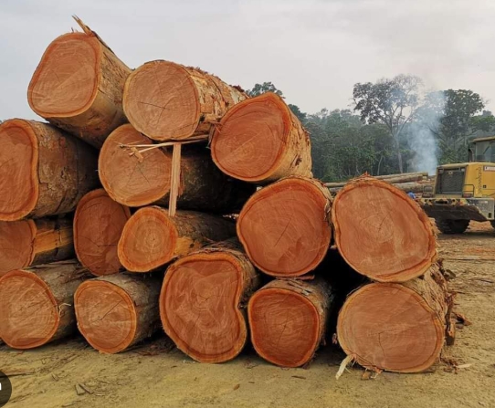 Chinese Okoume Wood Factories